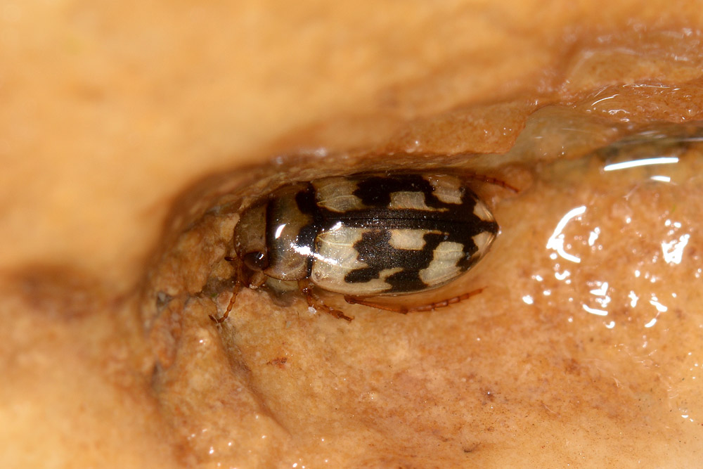 Nebrioporus sansii (Dyticidae) e Pomatinus substriatus (Dryopidae)